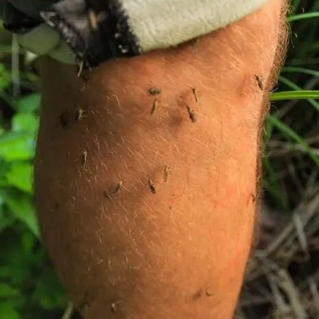 repellent for flies and mosquitoes